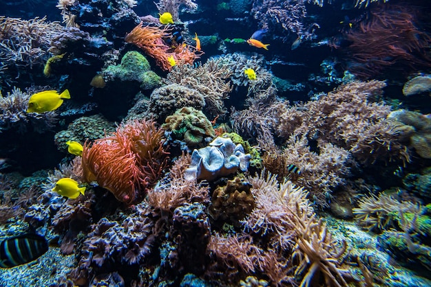 Underwater view of the coral reef