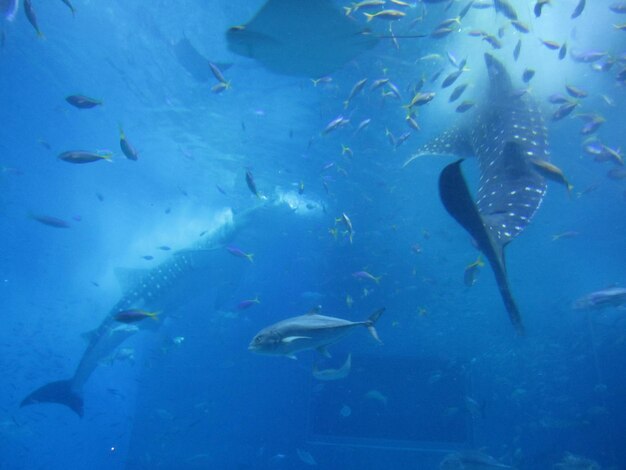 Underwater view of fish swimming in sea