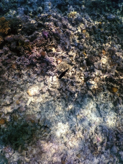 사진 산호초의 수중 전망, 열대 바다, 해양 생물