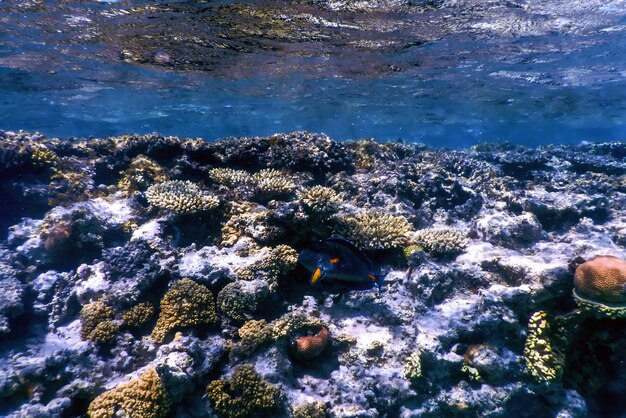 Фото Подводный вид кораллового рифа тропические воды морская жизнь