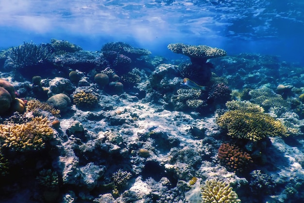 写真 サンゴ礁の水中風景 熱帯の海