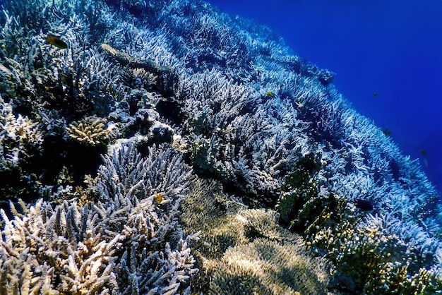 사진 산호초 의 수중 풍경 열대 해역