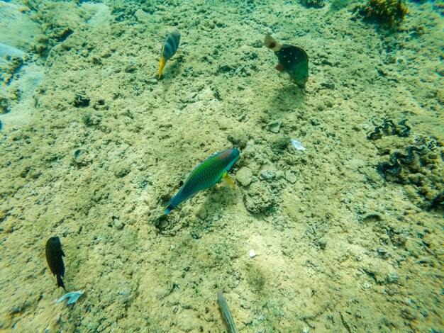 Подводный вид на рыбу-попугая на песчаном дне Красного моря