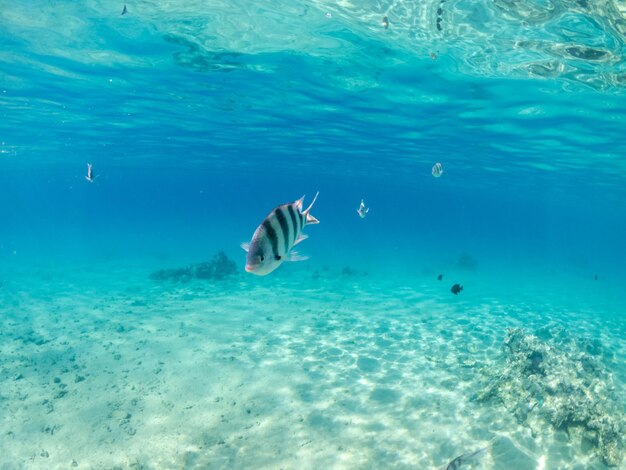 Underwater view of sergeants fishes and coral reef of the red sea