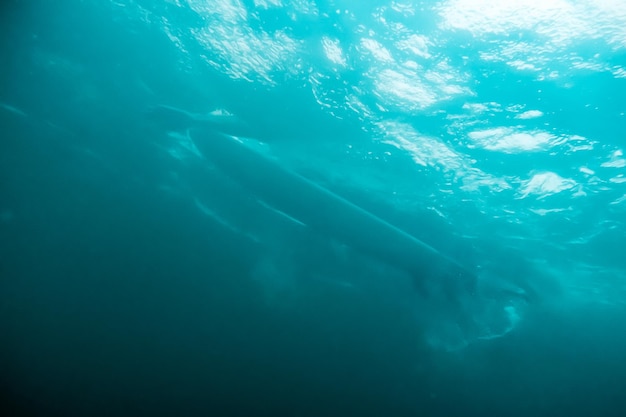 Underwater View of Surfer Swim on his Surfboard Water Sport