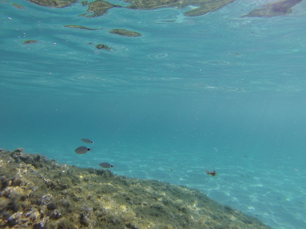 Underwater view of the transparent sea in southern Sardinia