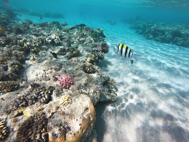 underwater view with tropical fish and coral reefs of egypt Dead corals in blue water