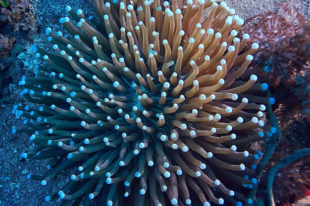 подводный мир / дикая природа синего моря, мировой океан, удивительный подводный мир