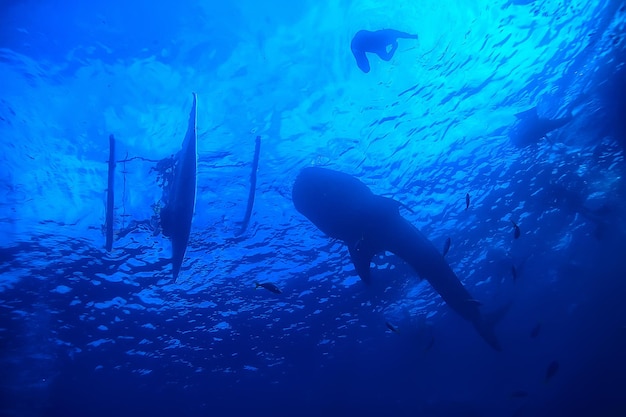 underwater world / blue sea wilderness, world ocean, amazing underwater