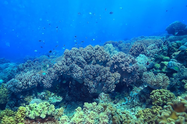 水中世界/青い海の荒野、世界の海、素晴らしい水中