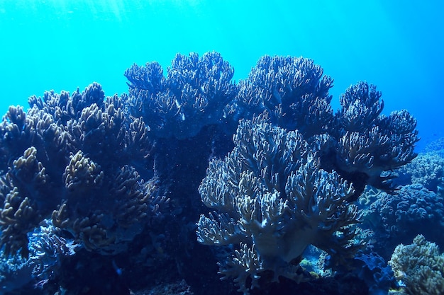 水中世界/青い海の荒野、世界の海、素晴らしい水中