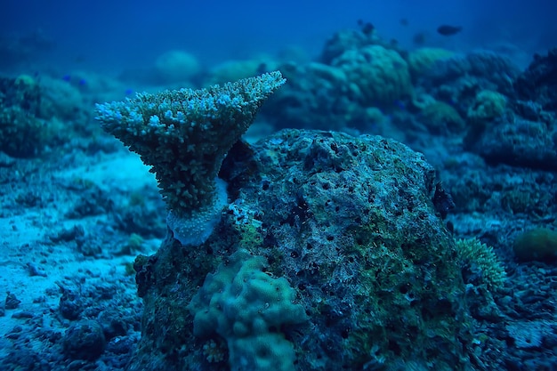 underwater world / blue sea wilderness, world ocean, amazing underwater