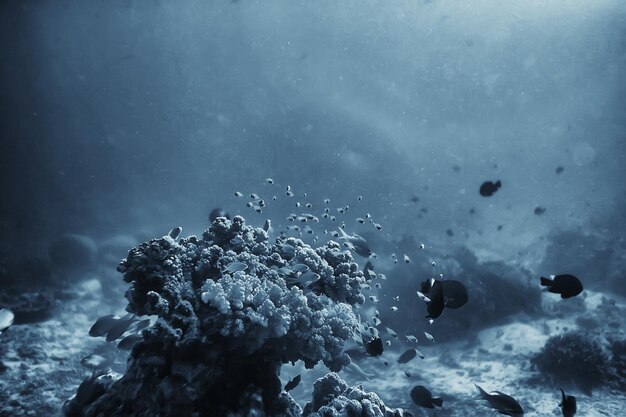 水中世界/青い海の荒野、世界の海、素晴らしい水中