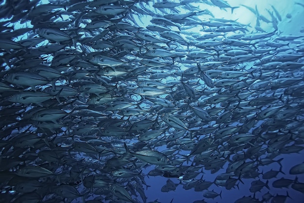 underwater world / blue sea wilderness, world ocean, amazing underwater