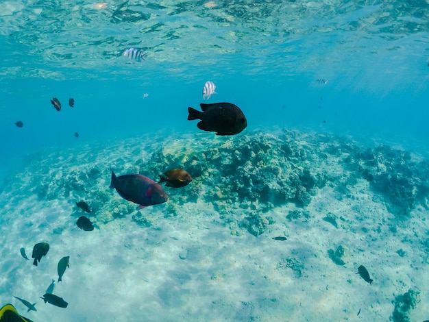 Underwater world. Exotic fish in bottom of Red sea