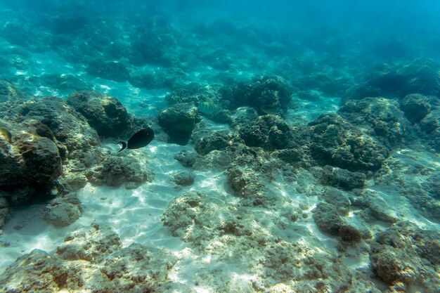 Underwater world landscape colorful coral reef