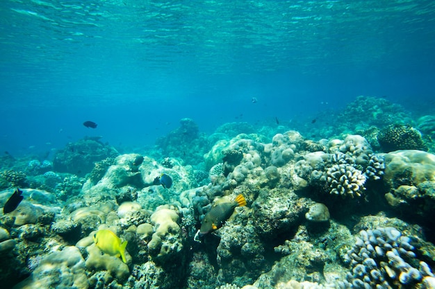 Underwater world landscape