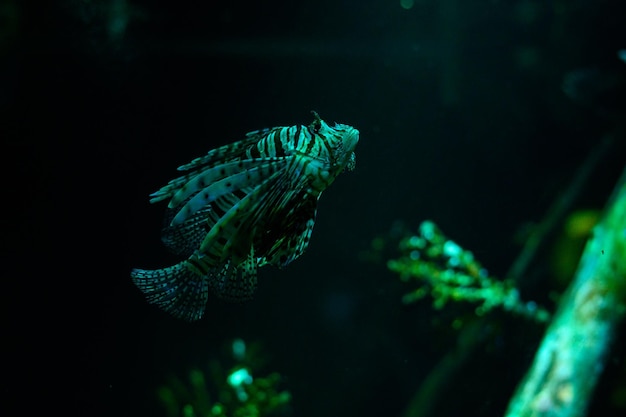 Underwater world Lionfish fish in an aquarium