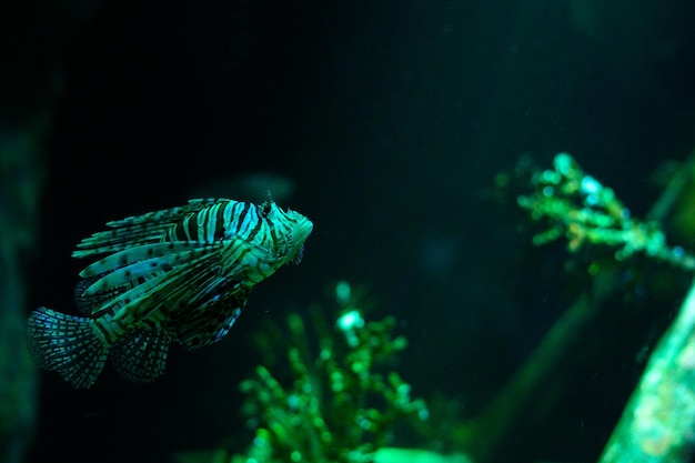 Underwater world Lionfish fish in an aquarium