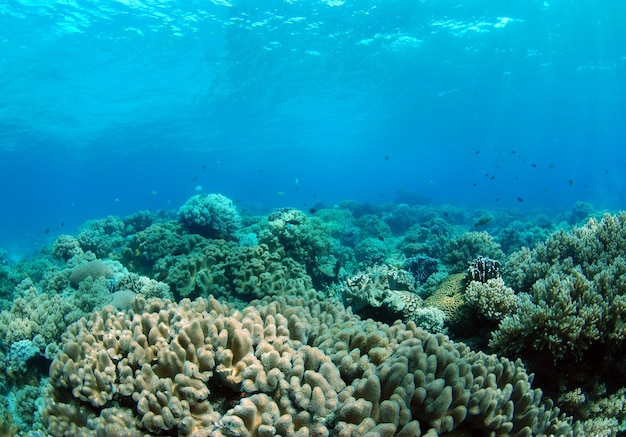 Underwater world of the Philippines.