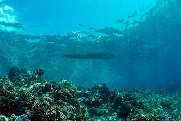 Underwater world of the Philippines.