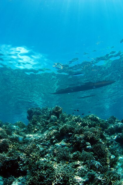 Underwater world of the Philippines.