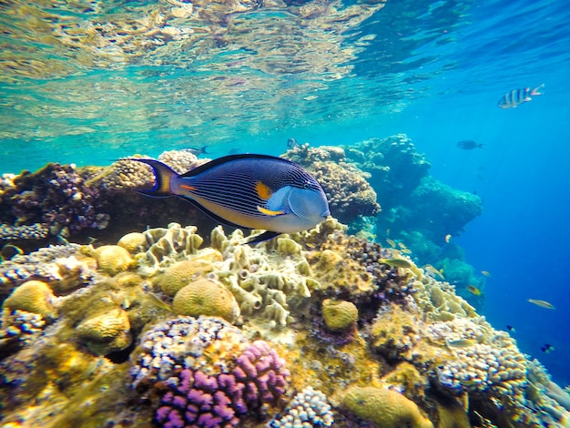 エジプトの紅海の水中世界。サンゴと魚