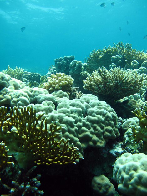 Underwater world of the Red Sea