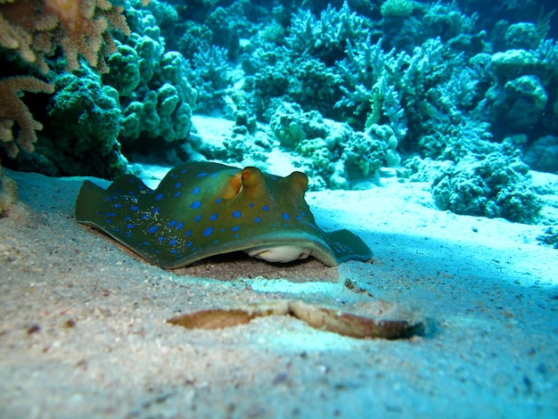 Underwater world of the Red Sea