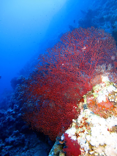 紅海の水中世界