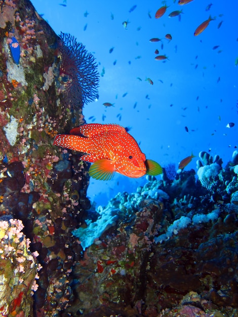 Underwater world of the Red Sea