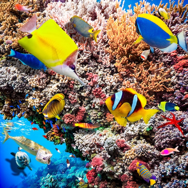 Underwater world in tropical ocean