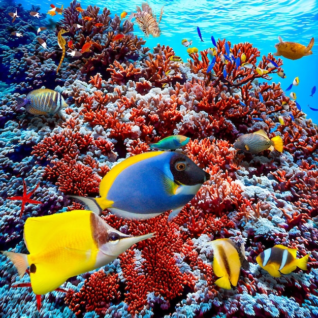 Underwater world in tropical ocean