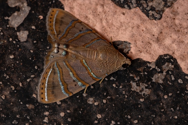 Подкрыловая моль вида Eulepidotis caeruleilinea