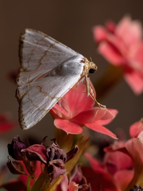 Falena sottoterra della specie eulepidotis deiliniaria in una pianta fiorita