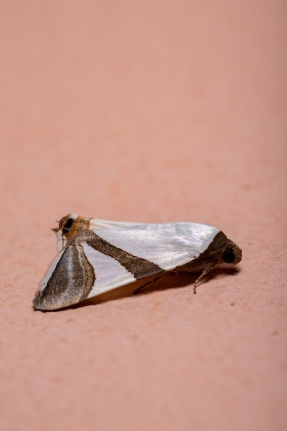 Underwing moth of the species Eulepidotis rectimargo