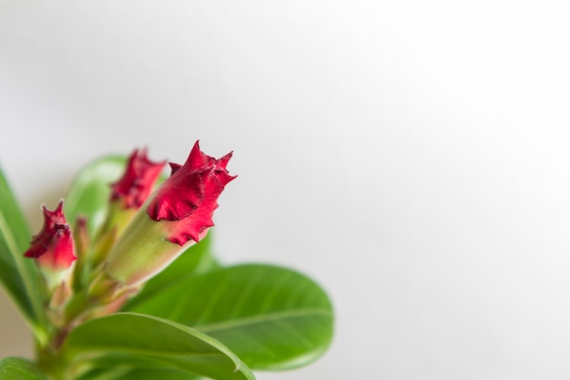 Foto germogli di rosa rossa non divulgati, adenium su fondo bianco