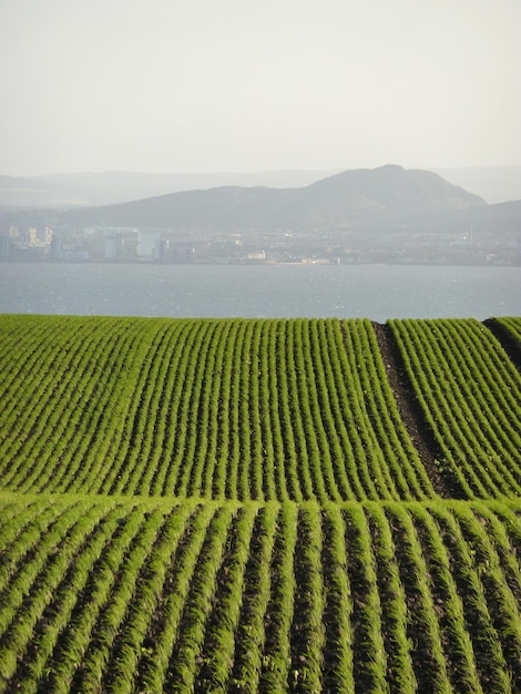 Undulating field with crop rows in foreground with view to edinburgh across the firth of forth