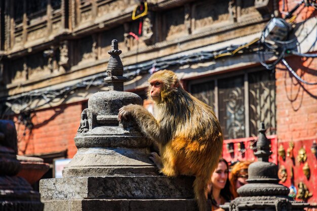 UNESCO World Heritage Site Swayambhunath Monkey tempel van boeddhisten en hindoes in Kathmandu, Nepal