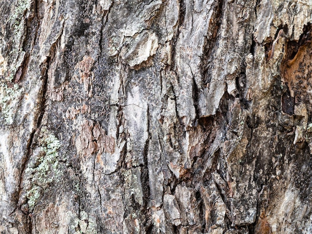 Uneven bark on old trunk of apple tree close up