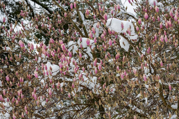 Unexpected cold snap Snow on flowering trees magnolia flowers in the snow