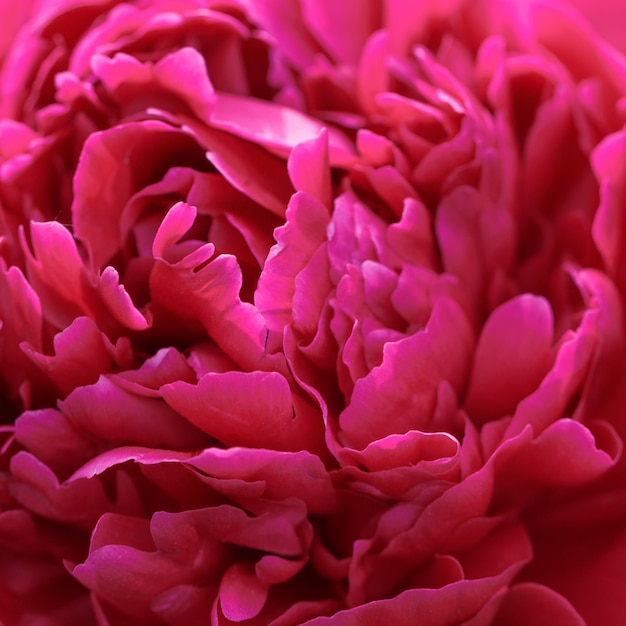 やり場のないぼかし牡丹の花びら抽象的なロマンス背景パステルと柔らかい花カード