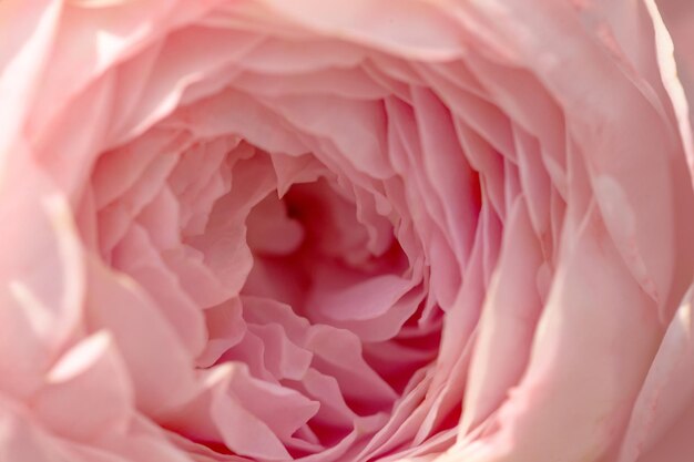 焦点の合っていないぼかしピンクの牡丹の花びら、抽象的なロマンスの背景、パステルカラーと柔らかい花のカード