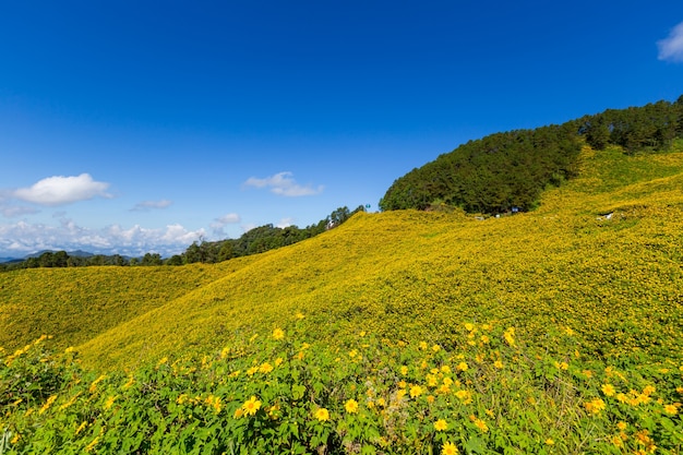 ung Bua Tong Mexican sunflower in Maehongson, Thailand