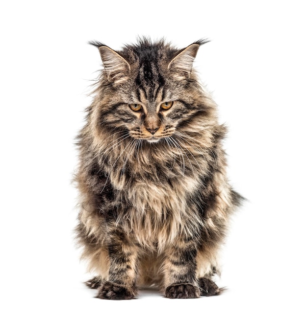 Unhappy grumpy cat Maine coon looking down isolated