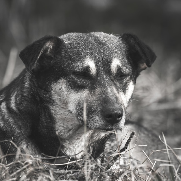 通りの肖像写真の不幸で悲しい野良犬