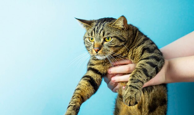 An unhappy striped cat in his hands on a blue background take\
animals from shelters help homeless