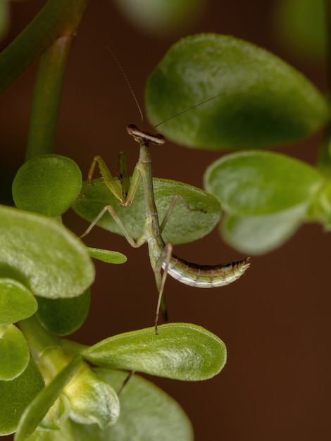 Unicorn mantis nimf van het geslacht stagmatoptera