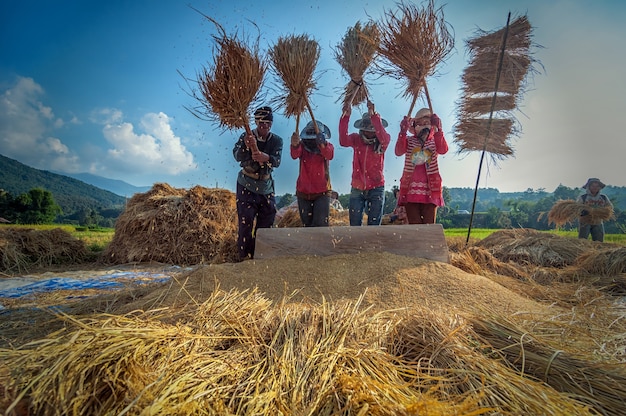 Unidentified farmers gather and cooperate to do traditional rice 