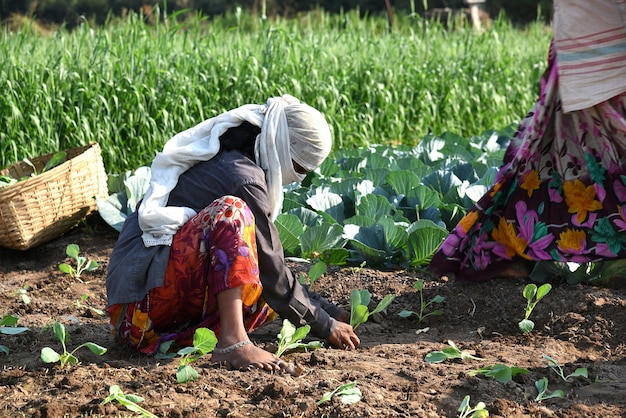 unidentified Indian farm worker planting cabbage in field and holding bunch of small plant of cabbage in hands at the organic farm.